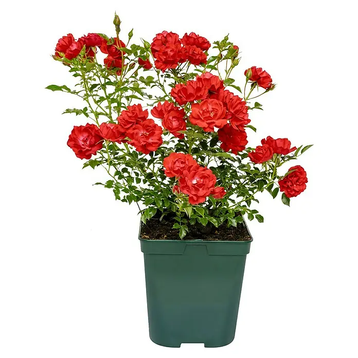 Bodendeckerrose - Rosa 'Limesglut' -R-, Topfvolumen: 4,5 l, Blutrot - Ein üppiger Rosenstrauch mit leuchtend roten Blüten in einem grünen Topf, ideal für Garten oder Balkon.