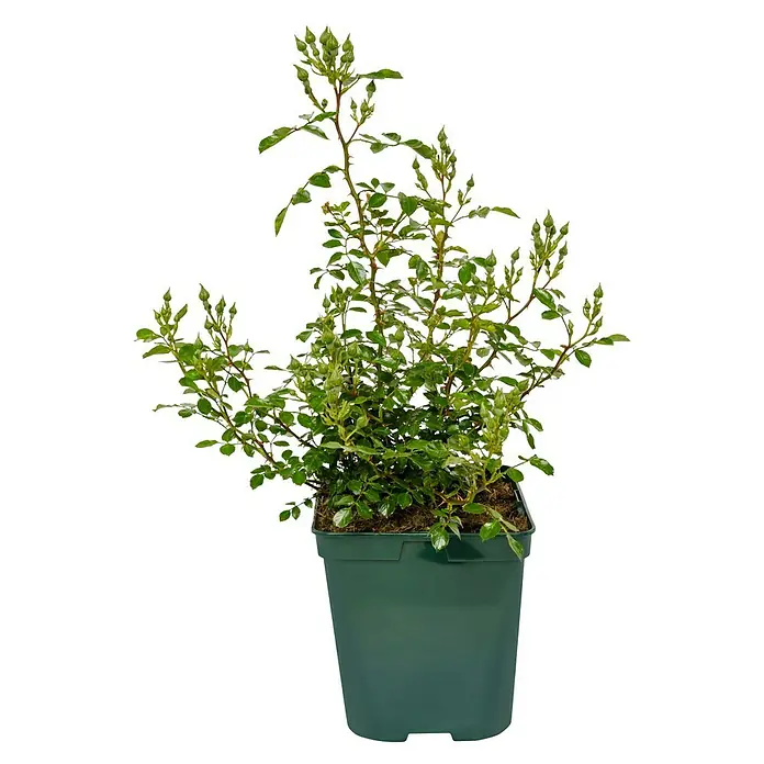 Bodendeckerrose - Rosa 'Topolina' -R- ADR, Topfvolumen: 4,5 l, Rosa - Grünblättriger Rosenbusch in einem grünen Topf. Die Pflanze ist dicht und hat kleine, stachelige Äste mit vielen Blättern und einigen Blütenknospen.