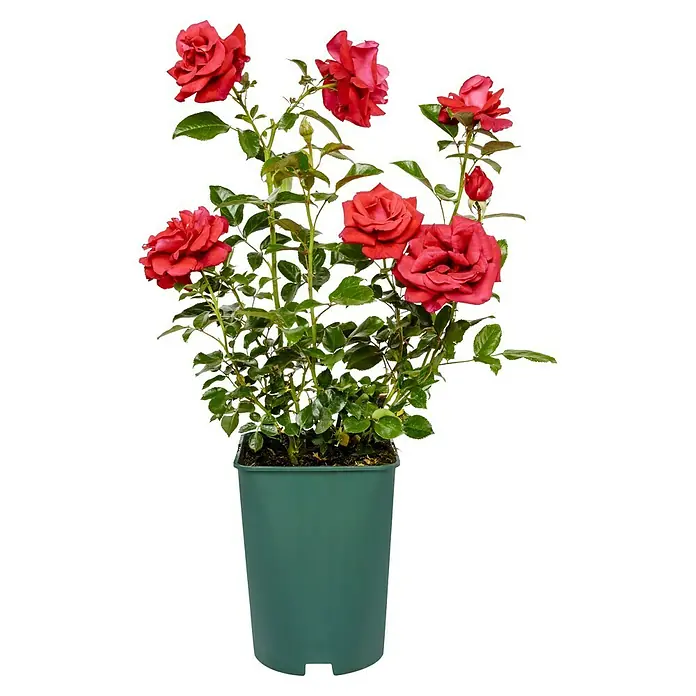 Edelrose - Rosa 'Grande Classe' ®, Dunkelrot - Rote Rosen in einem grünen Topf. Die Rosen stehen aufrecht und zeigen ihre volle Blütepracht.