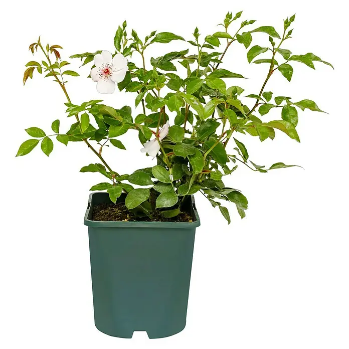 Bodendeckerrose - Rosa 'Sweet Pretty' -R-, Topfvolumen: 4,5 l, Rosa/Weiß - Topfrose mit grünen Blättern und weißen Blüten. Die Pflanze befindet sich in einem grünen Topf. Ideal für Balkon oder Garten!
