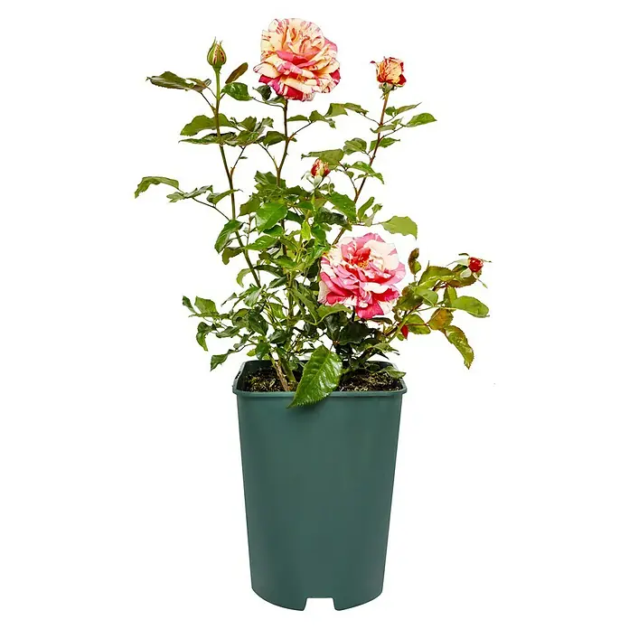 Edelrose - Rosa 'Broceliande' ®, Rot/Weiß - Eine Topfpflanze mit gestreiften roten und weißen Rosenblüten. Diese Rose mit zweifarbigen Blüten schmückt jeden Raum.