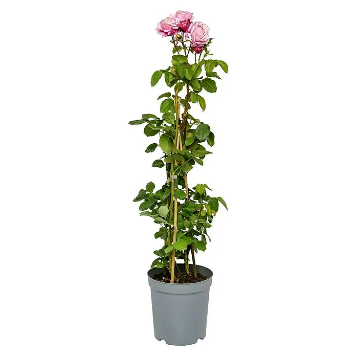 Beetrose - Rosa 'Dieter Müller' ®, Dunkelrosa - Topfrose 'Perennial Blush' mit üppigen, rosa Blüten und grünen Blättern, gestützt von Bambusstäben, in einem grauen Topf.
