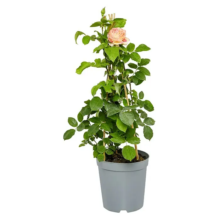 Strauchrose - Rosa 'Marc Chagall' -R-, Topfvolumen: 6,5 l, Rot/Gelb gestreift - Eine Topfpflanze mit einer zarten rosa Rose, die an einem Bambusgestell emporwächst, präsentiert eine anmutige und natürliche Dekoration.