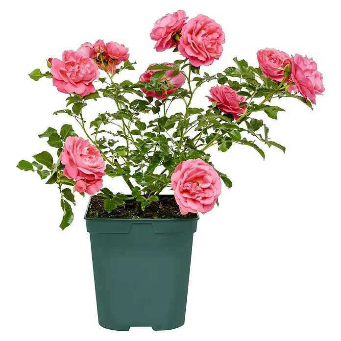 Beetrose - Rosa 'Moin Moin' ®, Rosa - Ein Topf mit blühenden, rosa Rosenbüschen auf einem schwarzen Hintergrund. Die Rosen sind üppig und die grünen Blätter sind deutlich zu sehen.