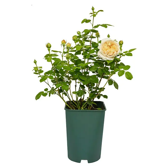 Strauchrose - Rosa 'Charles Darwin', Topfvolumen: 5,5 l, Apricot - Eine Topfpflanze mit einer wunderschönen, blassgelben Rose, umgeben von grünen Blättern und kleinen Blütenknospen.