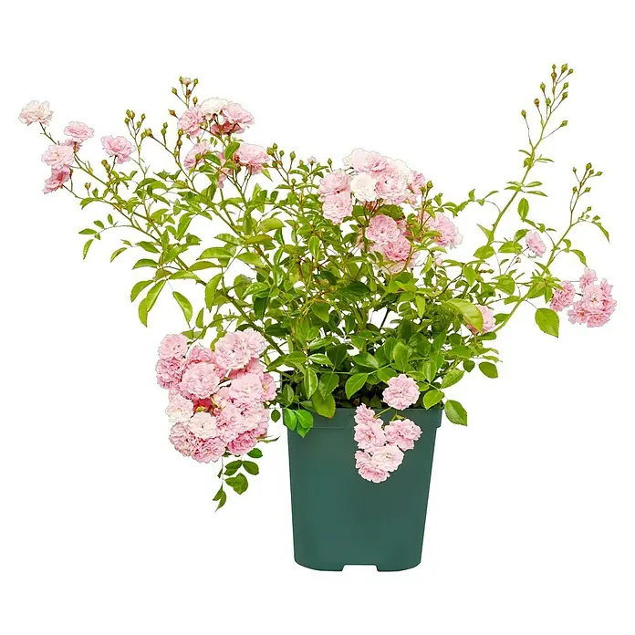Bodendeckerrose - Rosa 'The Fairy', Topfvolumen: 4,5 l, Rosa - Rosa Zwergrose im Topf, die mit ihren zarten rosa Blüten und grünen Blättern einen Hauch von Romantik versprüht. Perfekt für Balkon und Terrasse.