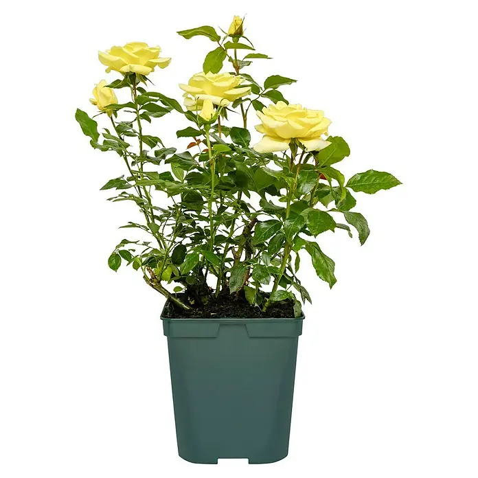 Edelrose - Rosa 'Limona' ® ADR, Gelb - Gelbe Rosen in einem grünen Topf, eine charmante Ergänzung für jeden Garten oder Innenraum. Die leuchtenden Blüten bringen Freude.