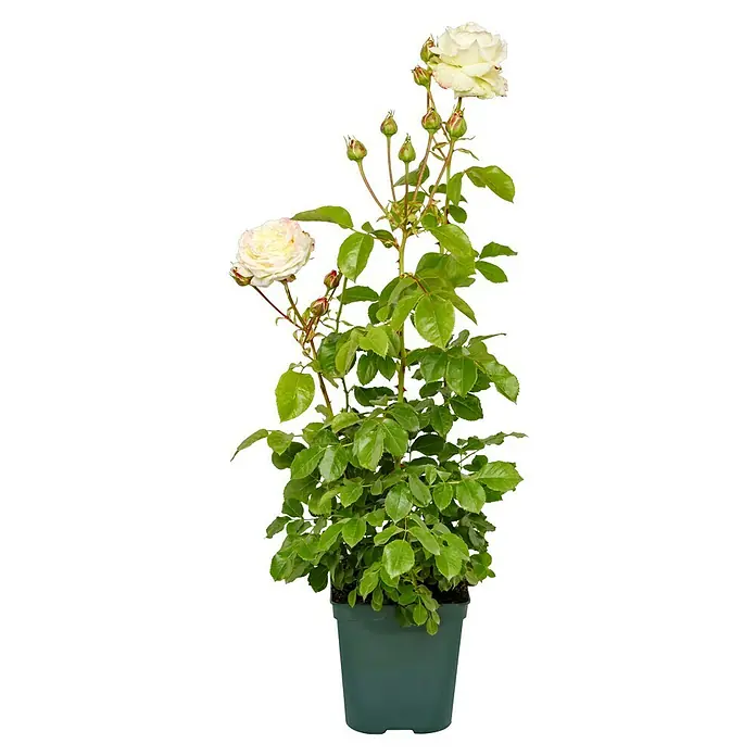 Edelrose - Rosa 'Athena' ®, Weiß/Hellrosa - Attraktive Rosenpflanze mit cremefarbenen Blüten und üppigem Grün, präsentiert in einem schlichten grünen Topf. Ideal für Balkon oder Garten.
