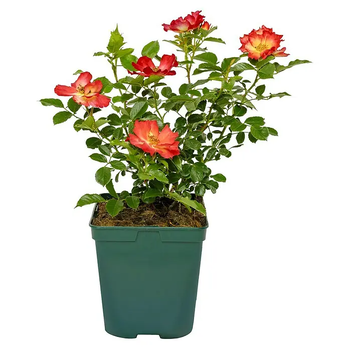 Beetrose - Rosa 'Summer of Love' ® FL ADR, Gelb-Rot - Topfrose mit leuchtend roten Blüten und grünen Blättern in einem grünen Topf.
