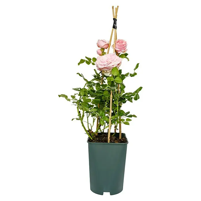 Kletterrose - Rosa 'Giardina', Rosa - Nahaufnahme einer rosa Rose in einem grünen Topf, die an Bambusstäben befestigt ist, auf einem schwarzen Hintergrund.