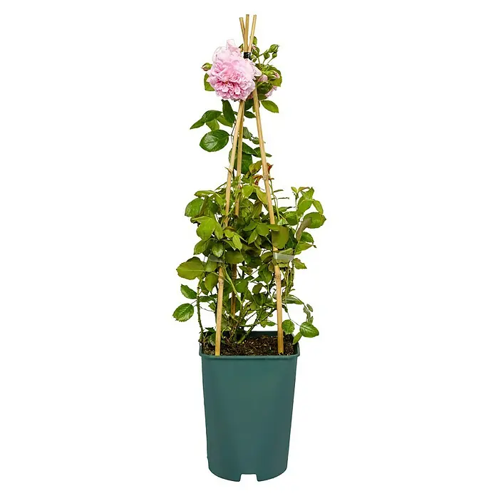 Kletterrose - Rosa 'Sweet Laguna' -R-, Hellrosa - Eine Kletterrose im Topf, mit zarten rosa Blüten und grünen Blättern, die an einem Bambusgerüst hochwächst. Ideal für Balkon und Garten.