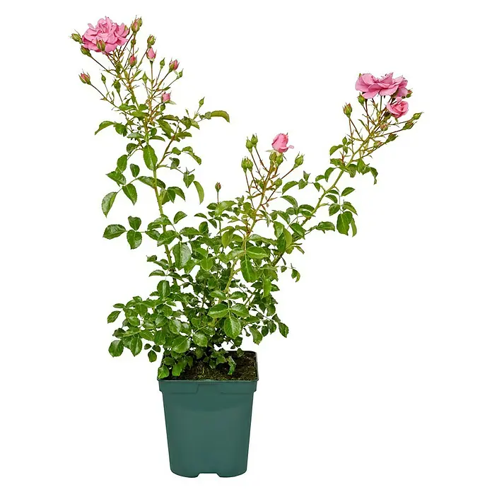 Bodendeckerrose - Rosa 'Mirato' -R-, Topfvolumen: 4,5 l, Leuchtend Pink - Topfrose mit zarten rosa Blüten und frischen grünen Blättern, ideal für Garten und Balkon. Die Rose ist ein echter Hingucker.
