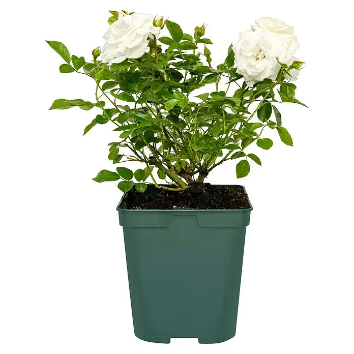 Beetrose Baby Schneewittchen® - Rosa Baby Schneewittchen®, Weiß - Eine bezaubernde Topfrose mit weißen Blüten, die Eleganz und Frische vereint und jeden Raum mit ihrer Schönheit bereichert.