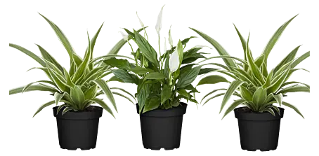 alocasia black velvet pink variegata kaufen ALOCASIA BLACK VELVET PINK VARIEGATA online kaufen bei potflourri