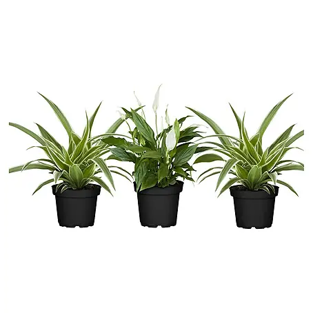 Piardino  Zimmerpflanzen-Set