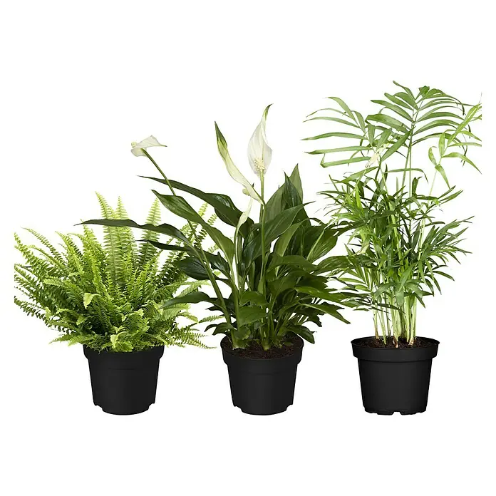 Piardino Zimmerpflanzen-Set - Badezimmer - 3 tlg. - Drei Zimmerpflanzen in Töpfen: ein Farn, eine Friedenslilie mit weißen Blüten und eine Zwergpalme.