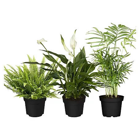 Piardino  Zimmerpflanzen-Set