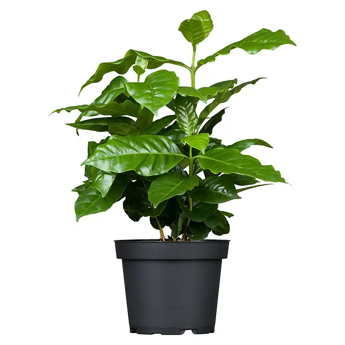 Piardino Zimmerpflanzen-Set - Heller Standort - 3 tlg. - Zimmerpflanze Kaffeebaum in einem schwarzen Topf mit glänzenden, grünen Blättern, die für eine gemütliche Atmosphäre sorgt.