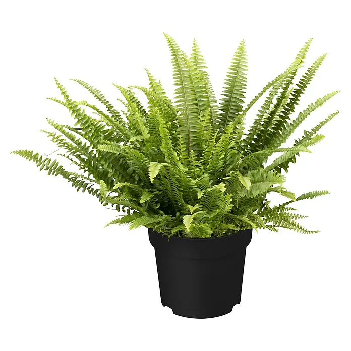 Piardino Zimmerpflanzen-Set - Farn Mix - 3 tlg., Nephrolepis exaltata 'Boston', Asplenium 'Parvati', Asplenium antiquum - Ein üppiger grüner Schwertfarn in einem schwarzen Topf, der das lebendige Grün der Pflanze hervorhebt. Perfekt für Innenräume.