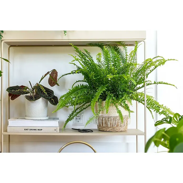 Piardino Zimmerpflanzen-Set - Farn Mix - 3 tlg., Nephrolepis exaltata 'Boston', Asplenium 'Parvati', Asplenium antiquum - Nahaufnahme eines Regals mit Pflanzen und Büchern. Zu sehen ist ein Bostonfarn in einem dekorativen Korb, ein Gebetspflanze und Bücher.