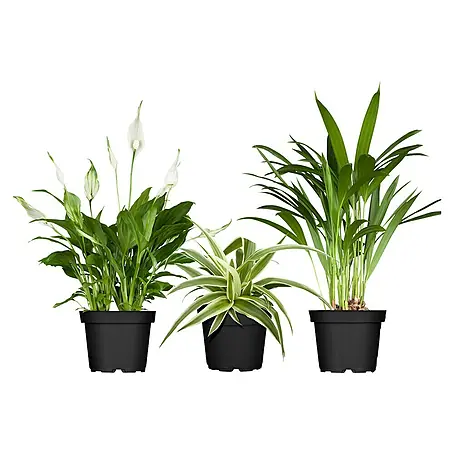 Piardino  Zimmerpflanzen-Set