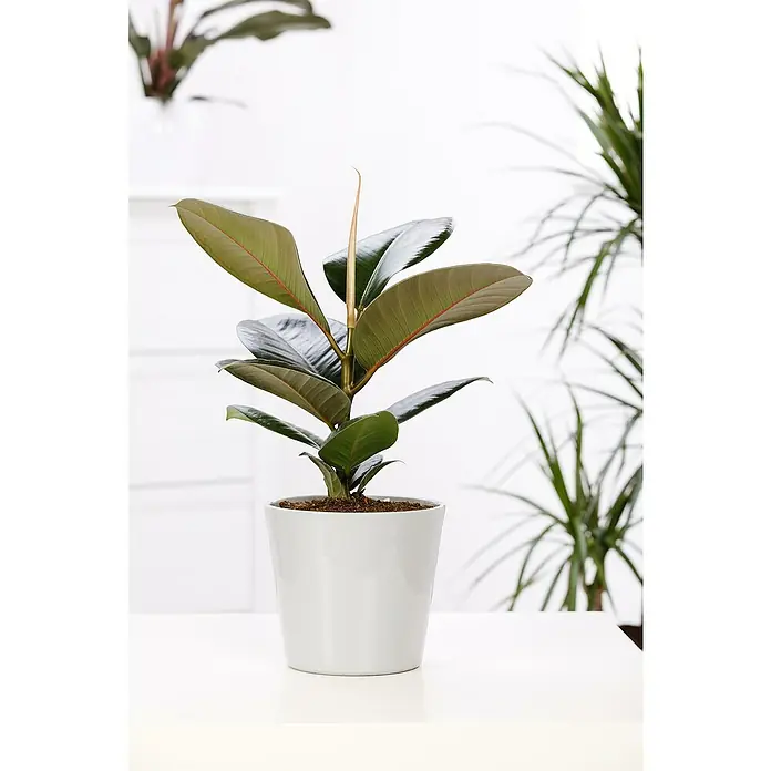 Piardino Zimmerpflanzen-Set - Heller Standort - 3 tlg. - Nahaufnahme einer Ficus Elastica Zimmerpflanze in einem weißen Topf, die auf einem Tisch steht.