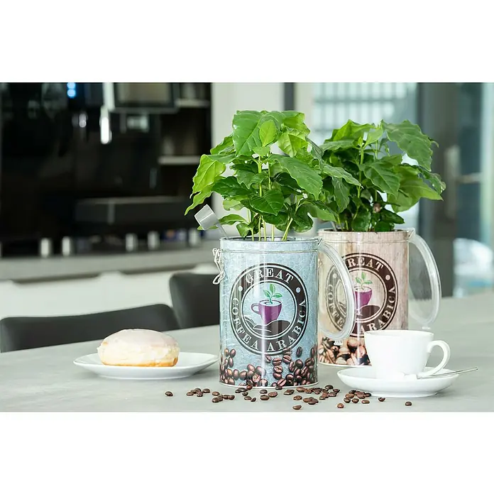 Piardino Zimmerpflanzen-Set - Heller Standort - 3 tlg. - Nahaufnahme von zwei Kaffeepflanzen in dekorativen Behältern, begleitet von einem Donut und einer Kaffeetasse auf einem Tisch.