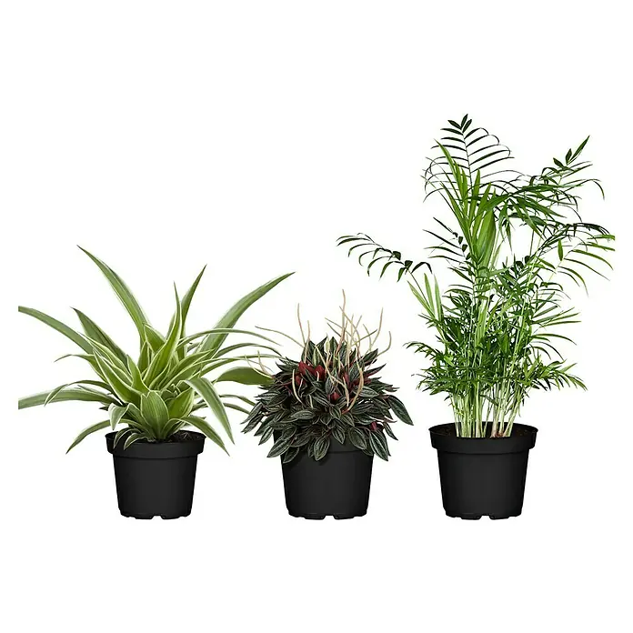 Piardino Zimmerpflanzen-Set - Tierlieb - 3 tlg. - Drei Zimmerpflanzen in schwarzen Töpfen, darunter eine Grünlilie, eine Peperomia und eine Kentia-Palme, auf einem schwarzen Hintergrund.