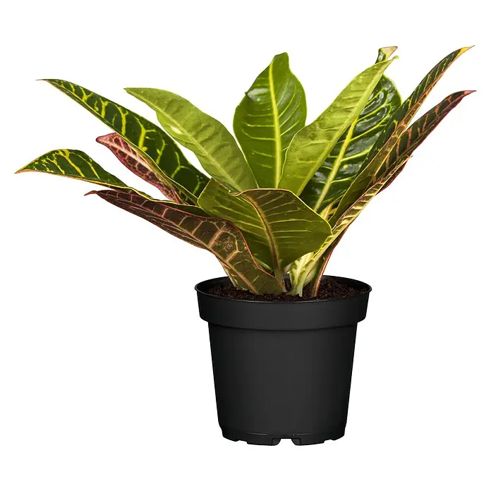 Piardino Zimmerpflanzen-Set - Blattschmuck Mix - 3 tlg., Codiaeum variegatum 'Sunny Star', Peperomia caperata 'Lilian', Maranta leuconeura 'Fascinator Tricolor' - Das Bild zeigt eine Croton-Pflanze in einem schwarzen Topf. Die Blätter haben eine vielfältige Farbgebung von grün bis rot.
