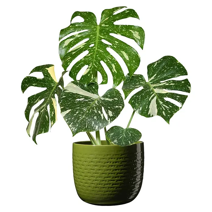 SK Übertopf rund Lillo - Außenmaß (Ø x H): 25 x 21 cm, Grün, Keramik, Glänzend - Exotische Monstera deliciosa 'Thai Constellation' Zimmerpflanze mit einzigartiger Panaschierung in einem stilvollen grünen Topf.