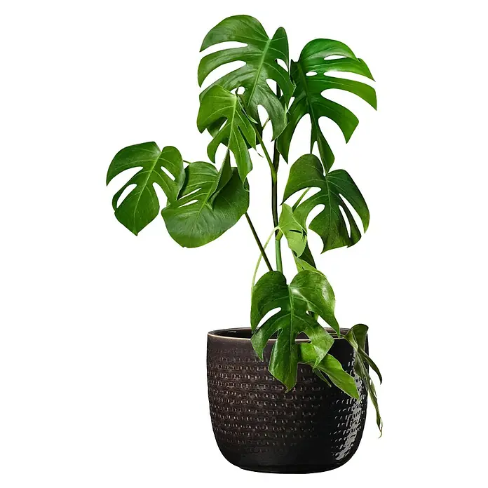 SK Übertopf rund Lillo - Außenmaß (Ø x H): 22 x 19 cm, Schwarz, Keramik, Glänzend - Monstera Zimmerpflanze in einem dunklen, strukturierten Topf. Elegante Dekoration für jeden Raum.