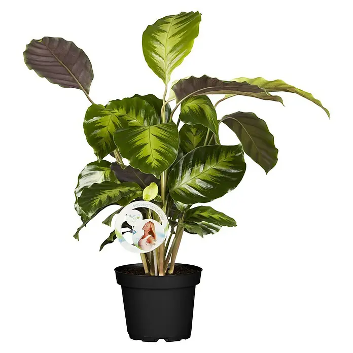 Piardino Air So Pure Calatea - Calathea, Tamaño de maceta: 17 cm - Una planta Calathea en una maceta negra con hojas rayadas verdes y amarillas, que contribuye a mejorar la calidad del aire.