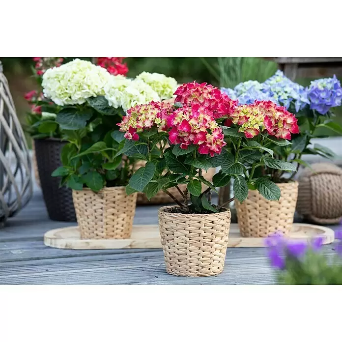 Piardino BauernhortensieHydrangea macrophylla verschiedene Farben, Topfgröße: 10 cm, Rosa/Rot/Blau/Weiß