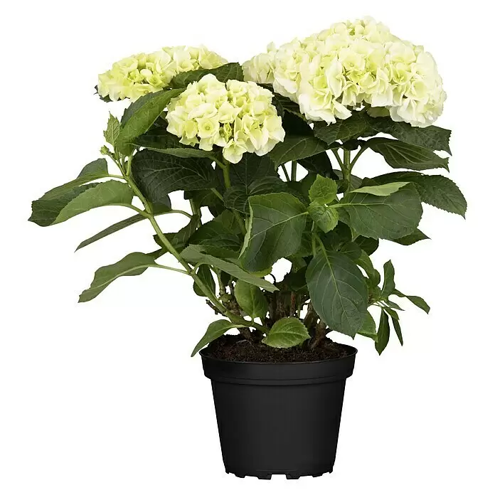 Piardino Bauernhortensie - Hydrangea macrophylla verschiedene Farben, Topfgröße: 10 cm, Rosa/Rot/Blau/Weiß - Vorderansicht
