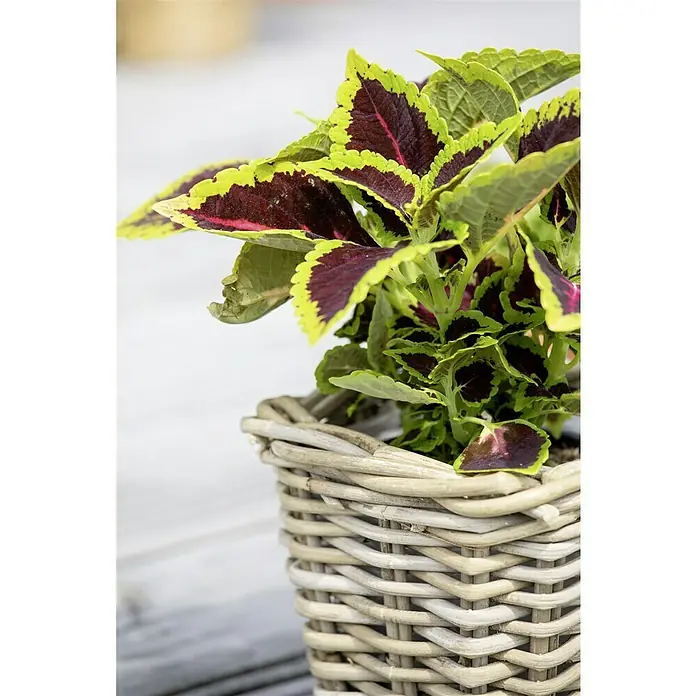 Piardino Buntnessel - Coleus blumei, Topfgröße: 12 cm - Nahaufnahme einer Topfpflanze mit bunt gefärbten Blättern in einem geflochtenen Korb.