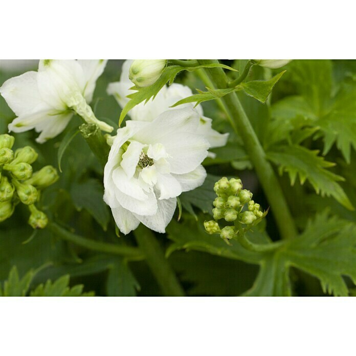 Delphinium Hybride 5