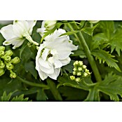 Delphinium Hybride 5