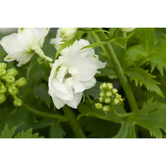 Piardino Rittersporn - Delphinium Hybride, Topfgröße: 23 cm, Sortenabhängig - Nahaufnahme einer Delphinium 'White Romance'-Pflanze mit ihren strahlend weißen Blüten und grünen Knospen.
