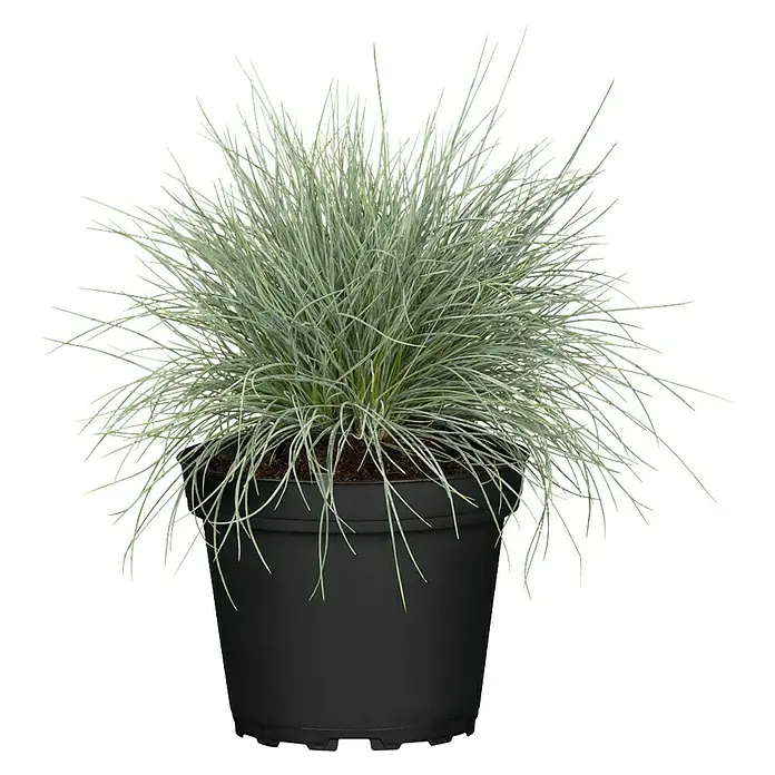 Piardino Ziergräser verschiedene Sorten - Verschiedene Arten, Topfgröße: 14 cm - Dieses Bild zeigt ein blaues Schwingelgras in einem schwarzen Topf. Das Ziergras ist eine schöne Ergänzung für jeden Garten.