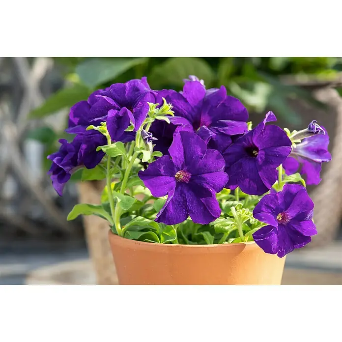 Piardino Petunie - Petunia - Nahaufnahme von leuchtend violetten Petunien in einem Terrakotta-Topf, die ihre lebendige Farbe und zarte Blütenblatttextur hervorheben.
