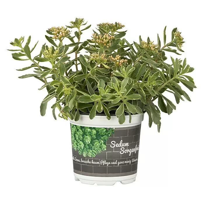 Piardino Garten-Fettblatt - Sedum kamtschaticum, Topfgröße: 13 cm, Gelb - Vorderansicht