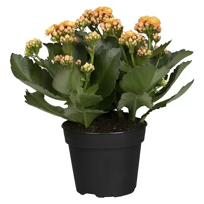 Piardino Flammendes Käthchen - Kalanchoe blossfeldiana, Topfgröße: 13 cm, Orange - Vorderansicht