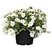 Calibrachoa - Hybriden 13 weiss