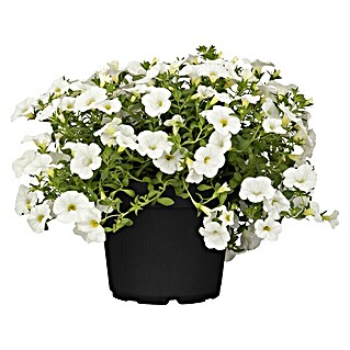 Piardino Zauberglöckchen (Calibrachoa Hybride, Weiß)