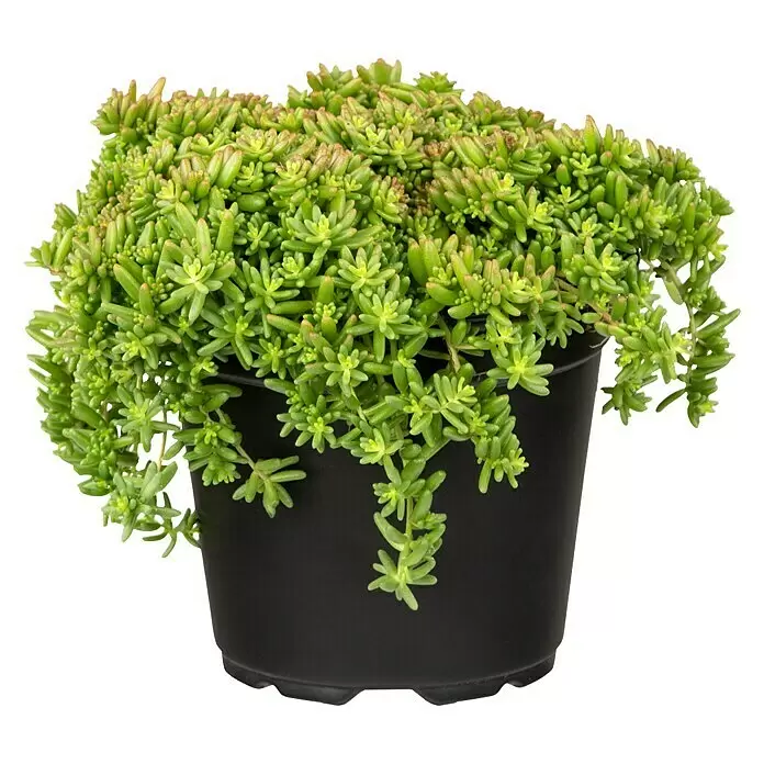 Piardino Mauerpfeffer - Sedum 'Coral Carpet', Topfgröße: 13 cm - Vorderansicht