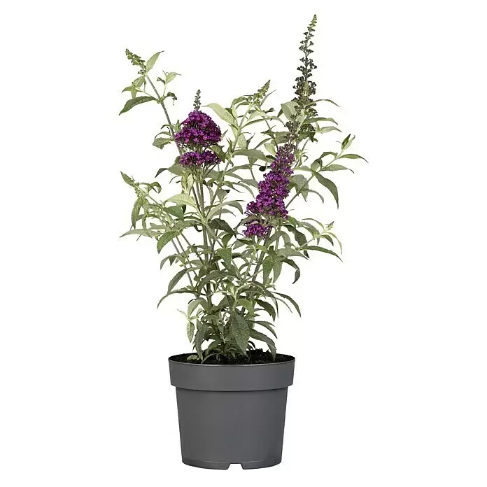 Piardino Sommerflieder - Buddleja davidii in Sorten, Topfgröße: 12 cm, Sortenabhängig - Ein lila Schmetterlingsflieder mit grünen Blättern in einem dunkelgrauen Pflanztopf.