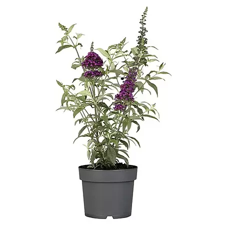 Piardino  Sommerflieder