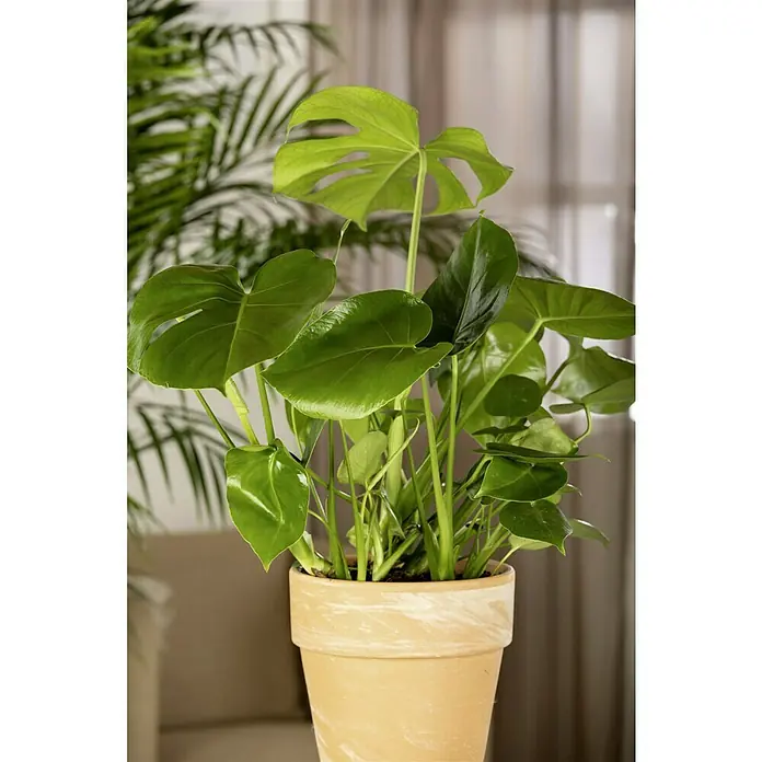 Piardino Fensterblatt - Monstera deliciosa, Topfgröße: 21 cm - Nahaufnahme einer Monstera Deliciosa Zimmerpflanze in einem Terrakottatopf, die ihr üppiges, grünes Laub und ihre charakteristischen Spaltungen zeigt.