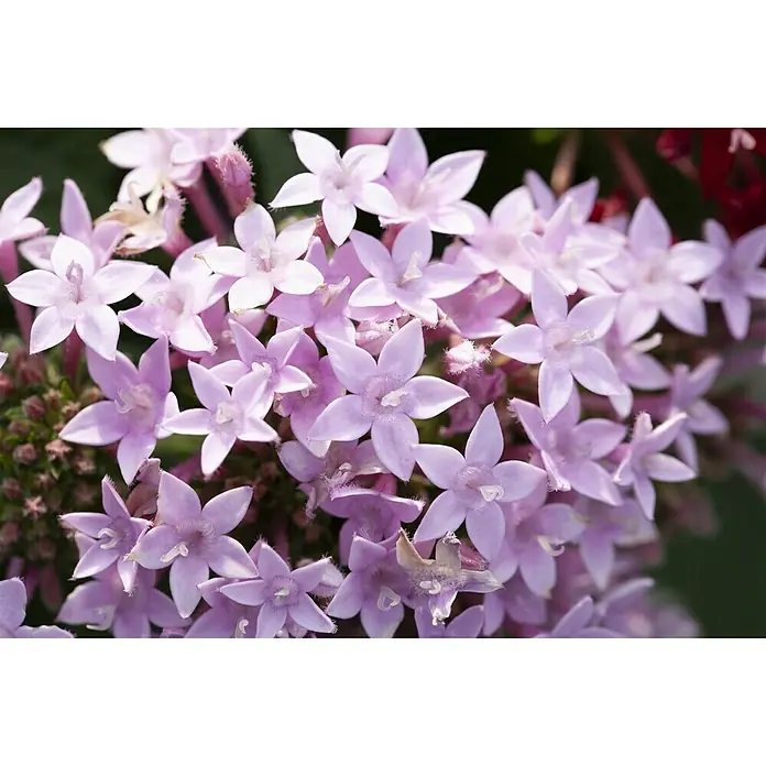 Piardino Fünfzahlstrauch - Pentas lanceolata 'Trio', Topfvolumen: 15 l - Nahaufnahme einer Gruppe von zarten rosa Pentas-Blüten mit fünf Blütenblättern und gelben Staubgefäßen, die in voller Blüte stehen.