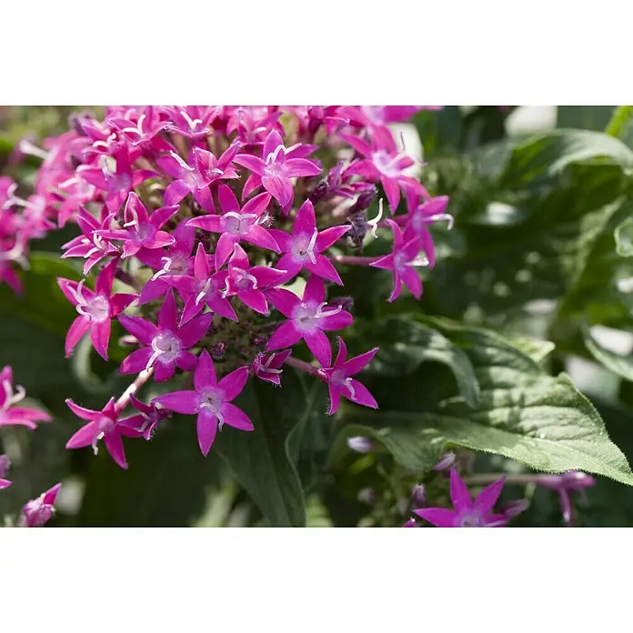 Piardino Pentas lanceolata - Pentas lanceolata 'Trio', Volumen de la maceta: 15 l - Primer plano de flores de Pentas de color rosa brillante con hojas verdes. Los pétalos de cinco puntas de las flores son llamativos.